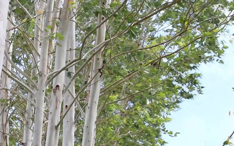 Amazing Benefits Of Eucalyptus